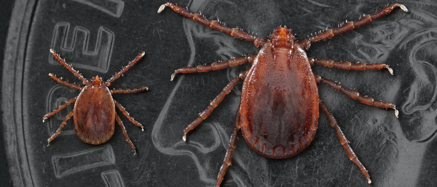 The Newest Tick Threat Asian Longhorned Tick | JP Pest Services